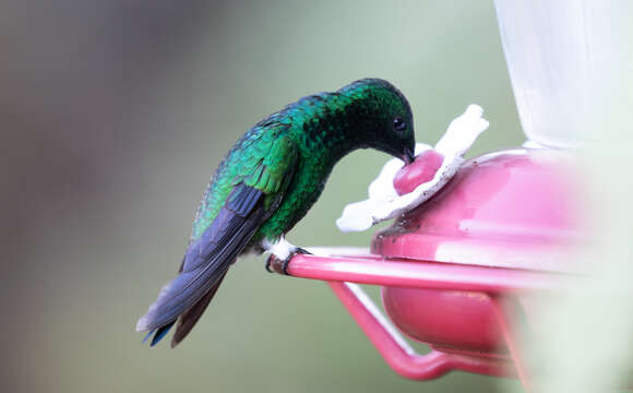 Image of Steely-vented Hummingbird