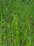 Слика од Habenaria repens var. repens