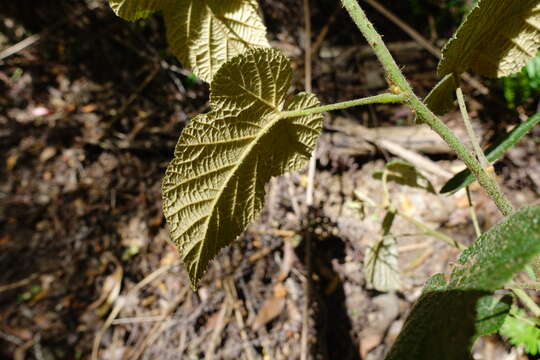 صورة Rubus moluccanus var. trilobus A. R. Bean