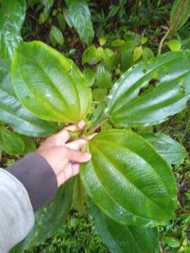 Слика од Dichaetanthera cordifolia Baker