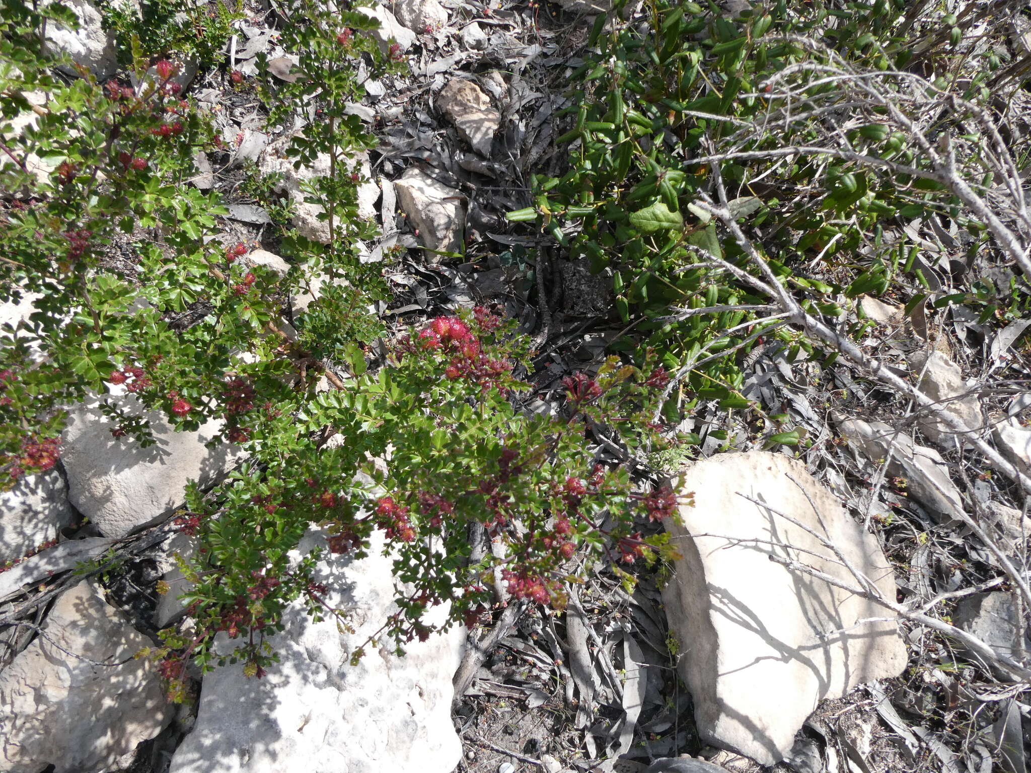 Image de Dodonaea humilis Endl.