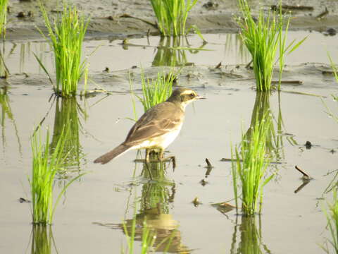 Image of Eastern Yellow Wagtail