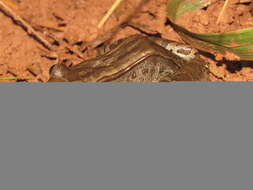 Image of Bolivian White-lipped Frog