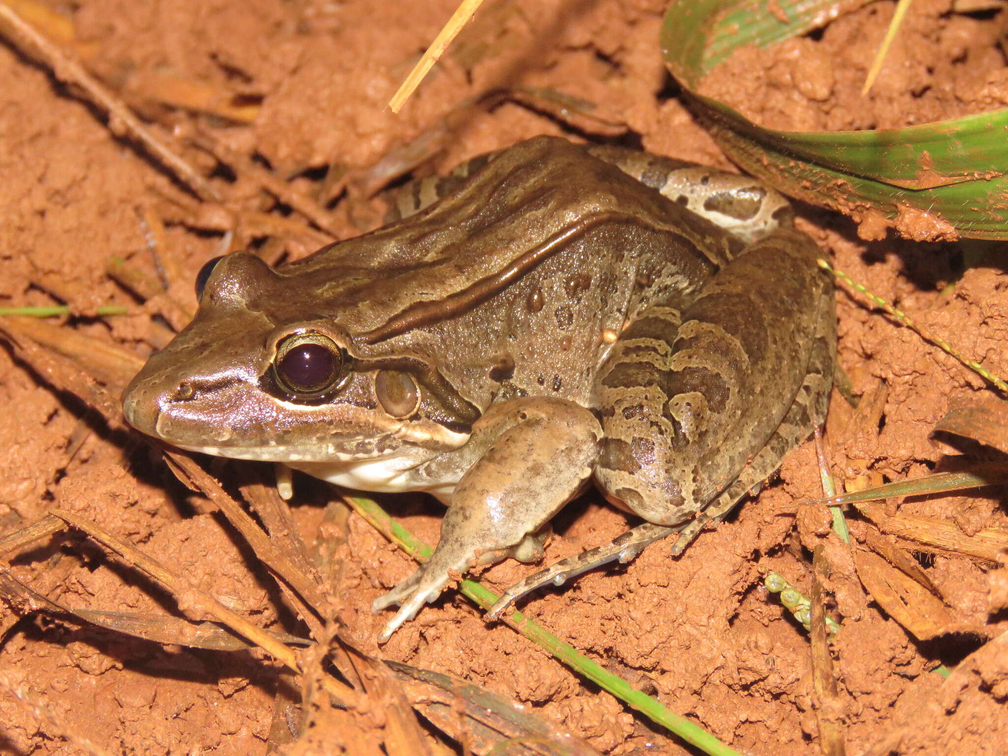 Image of Bolivian White-lipped Frog