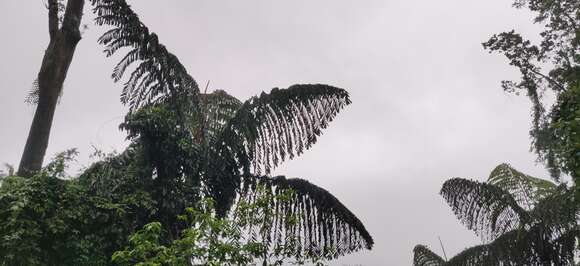 Image of Caryota obtusa Griff.