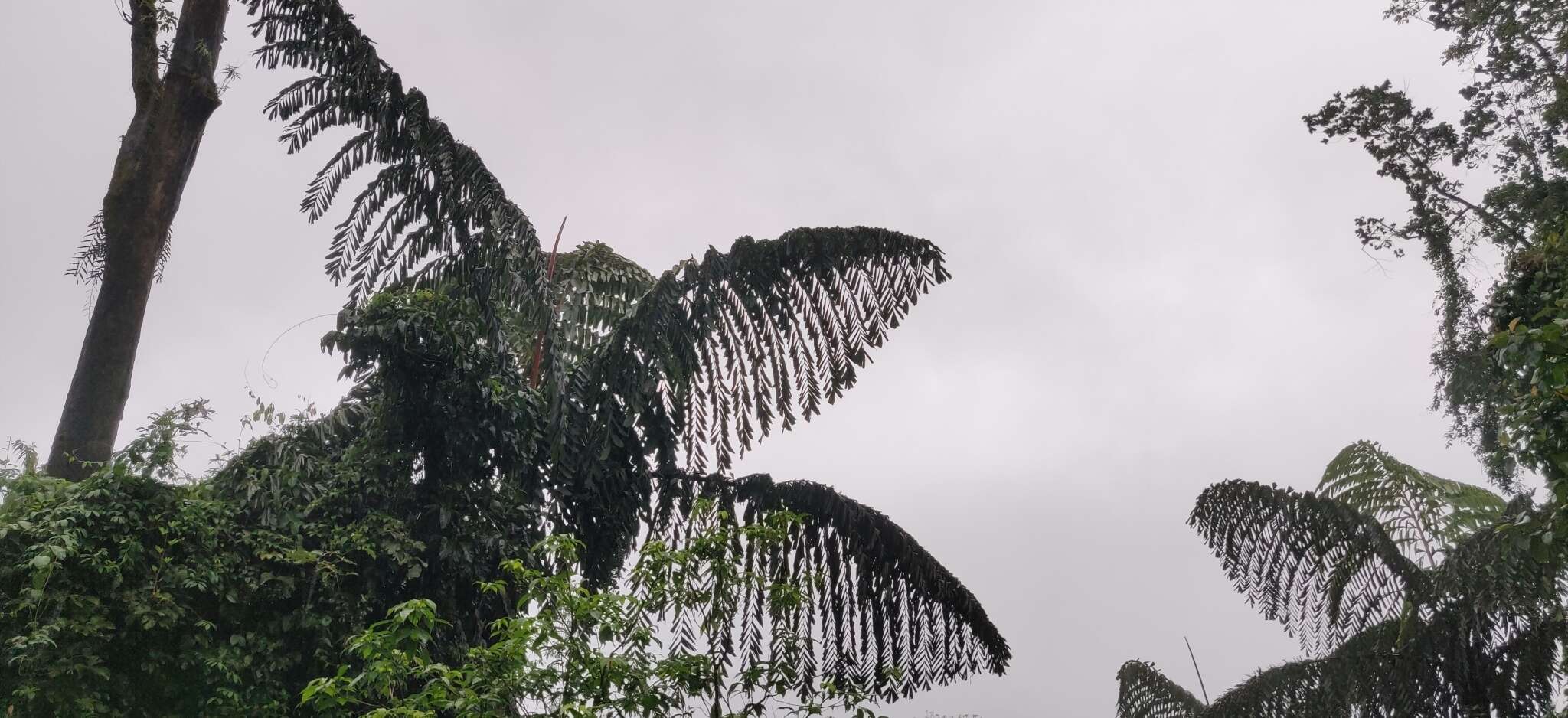 Caryota obtusa Griff. resmi