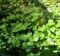 Image of Leidesia procumbens (L.) Prain