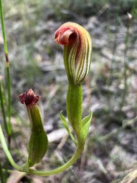 Pterostylis vescula的圖片