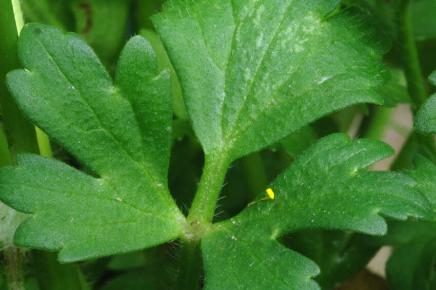 Ranunculus bulbosus L.的圖片