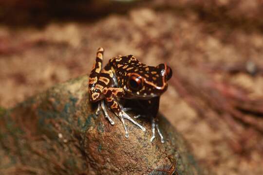 Image of Pulchrana picturata (Boulenger 1920)