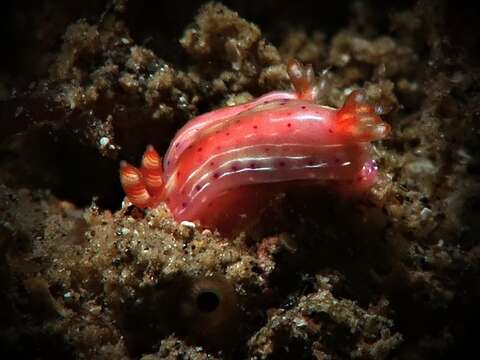 Image of Hypselodoris paradisa Gosliner & R. F. Johnson 2018