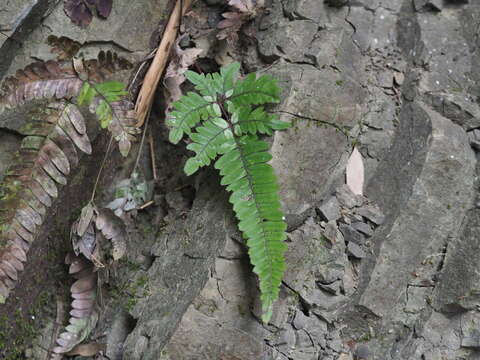 Imagem de Pteris aspericaulis Wall. ex Ag.