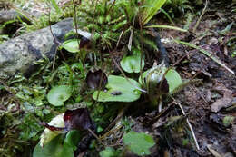 Image de Corybas iridescens Irwin & Molloy