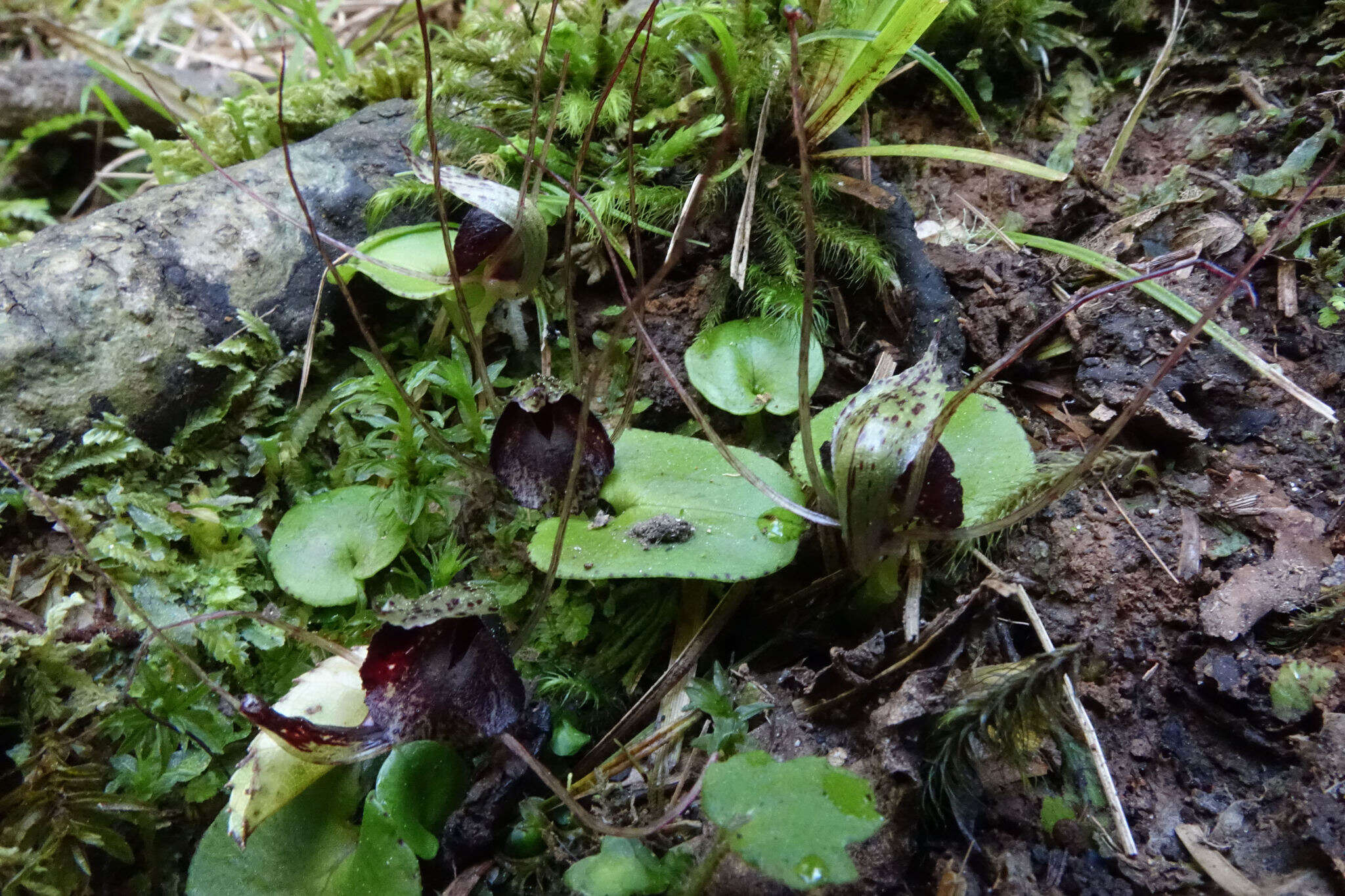 Image of Big red spider orchid