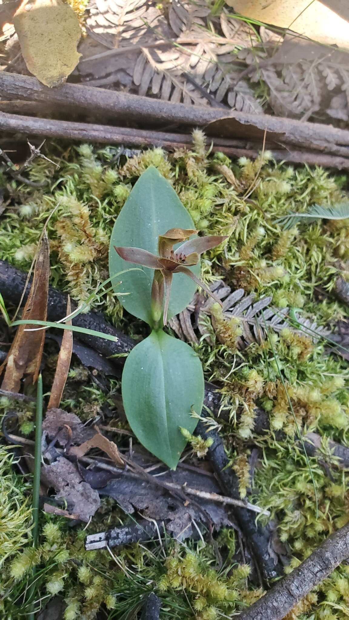 Image of Three-horned bird orchid