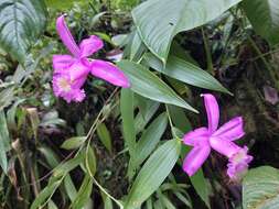 Image of Sobralia violacea Linden ex Lindl.