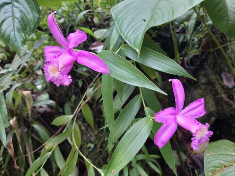 Image of Sobralia violacea Linden ex Lindl.