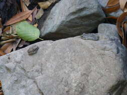 Image of California Chorus Frog