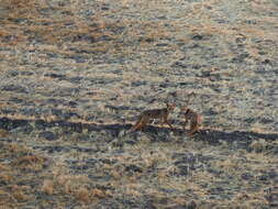 Image of Vulpes vulpes niloticus (É. Geoffroy Saint-Hilaire 1803)