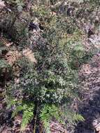 Sivun Leptospermum glaucescens S. Schauer kuva