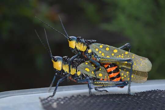 Image of Aularches miliaris miliaris (Linnaeus 1758)