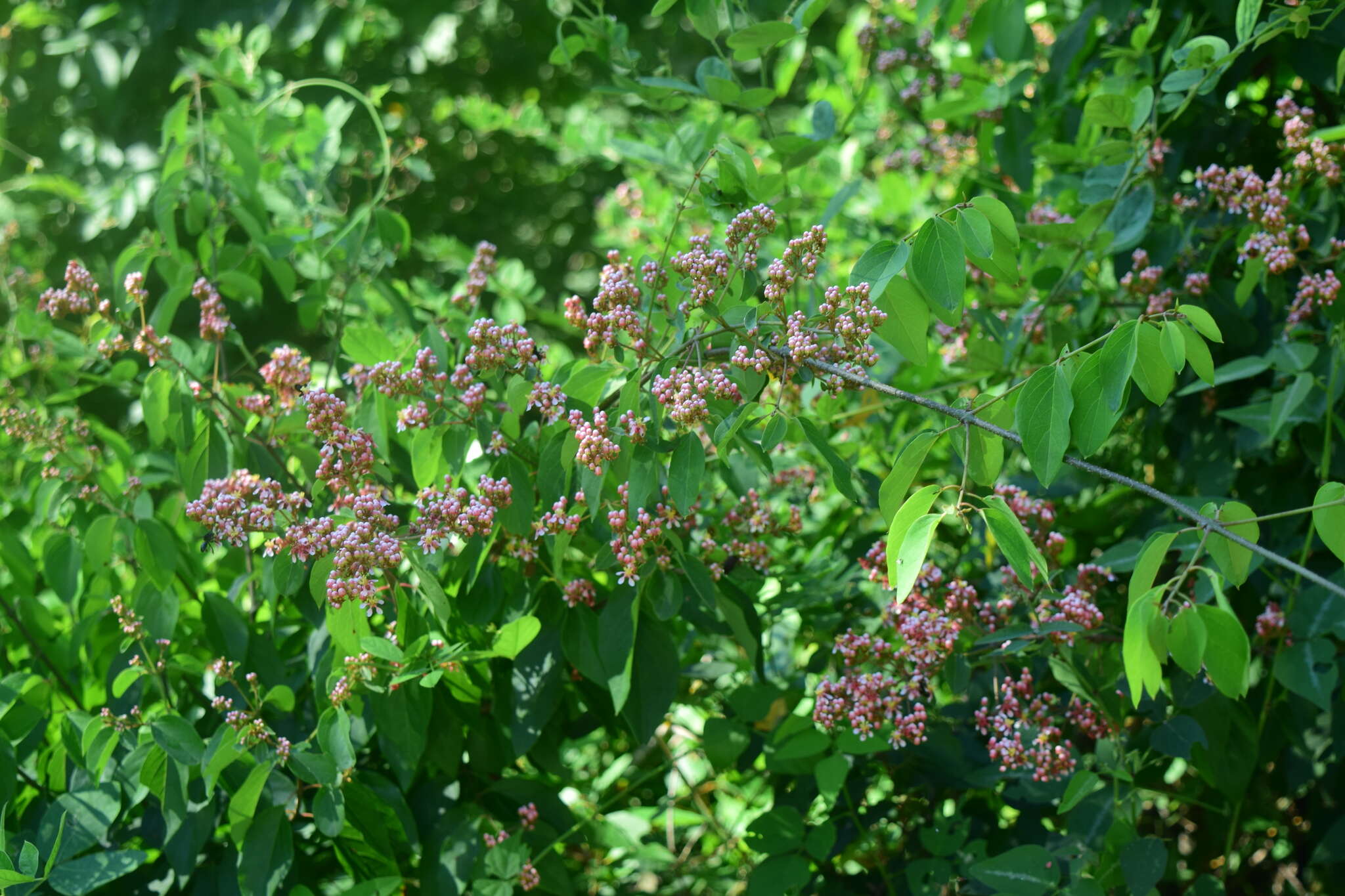 Plancia ëd Heteropterys palmeri Rose