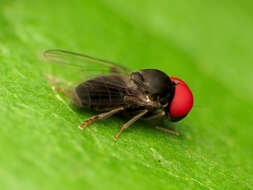 Image of Lindneromyia flavicornis (Loew 1866)