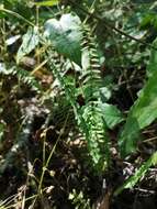 Image of blackstem spleenwort