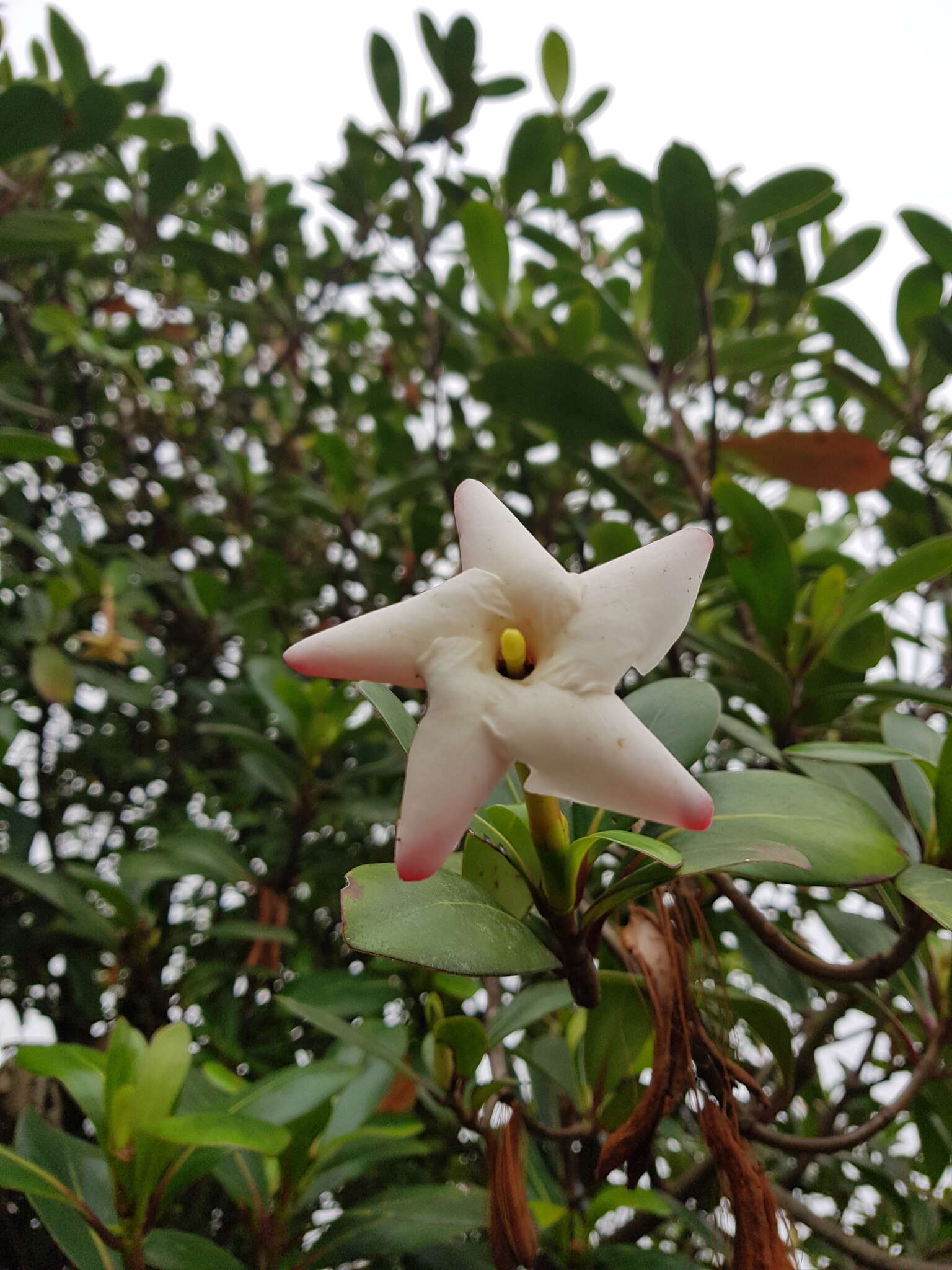 Image of Cosmibuena valerii (Standl.) C. M. Taylor