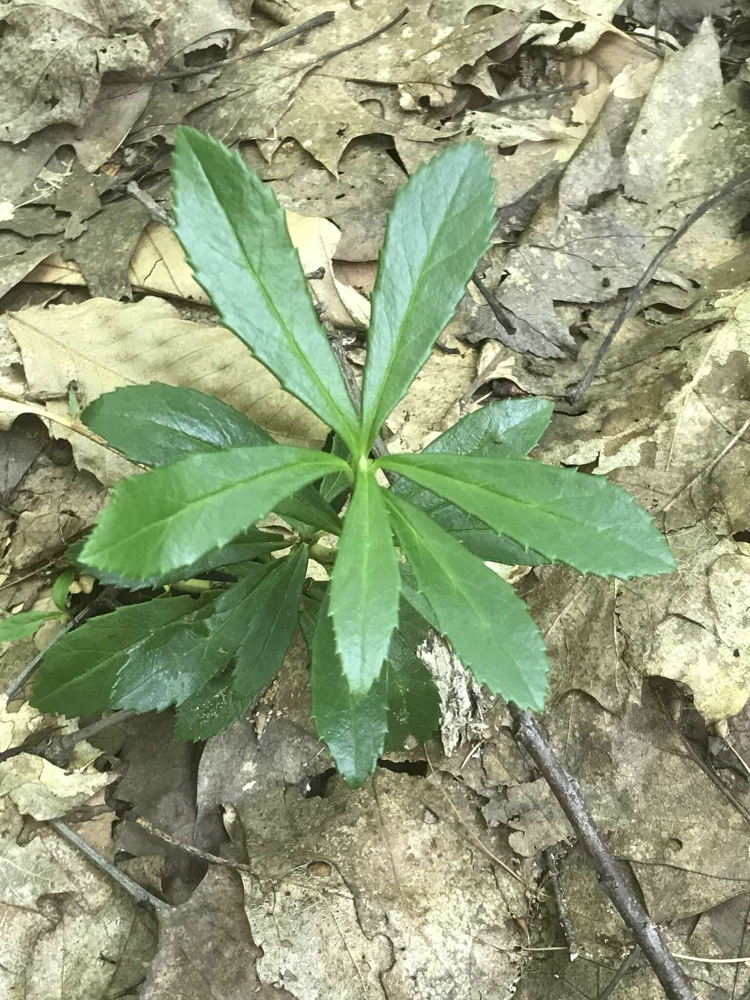 Image of pipsissewa