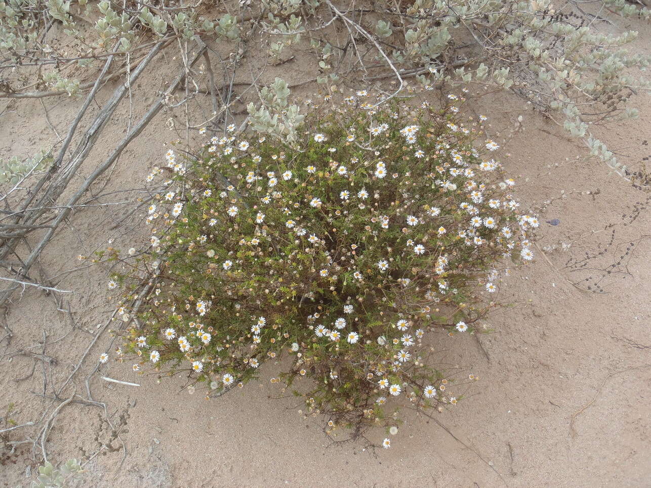 Image of Felicia hyssopifolia (Berg.) Nees