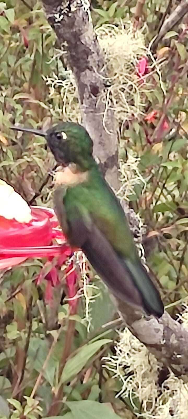 Image of Amethyst-throated Sunangel