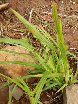 Imagem de Carex mertensii J. D. Prescott ex Bong.