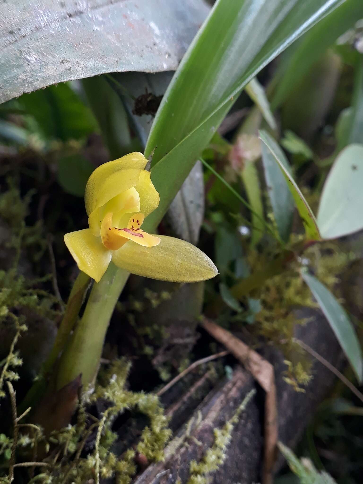 Imagem de Maxillaria aureoglobula Christenson