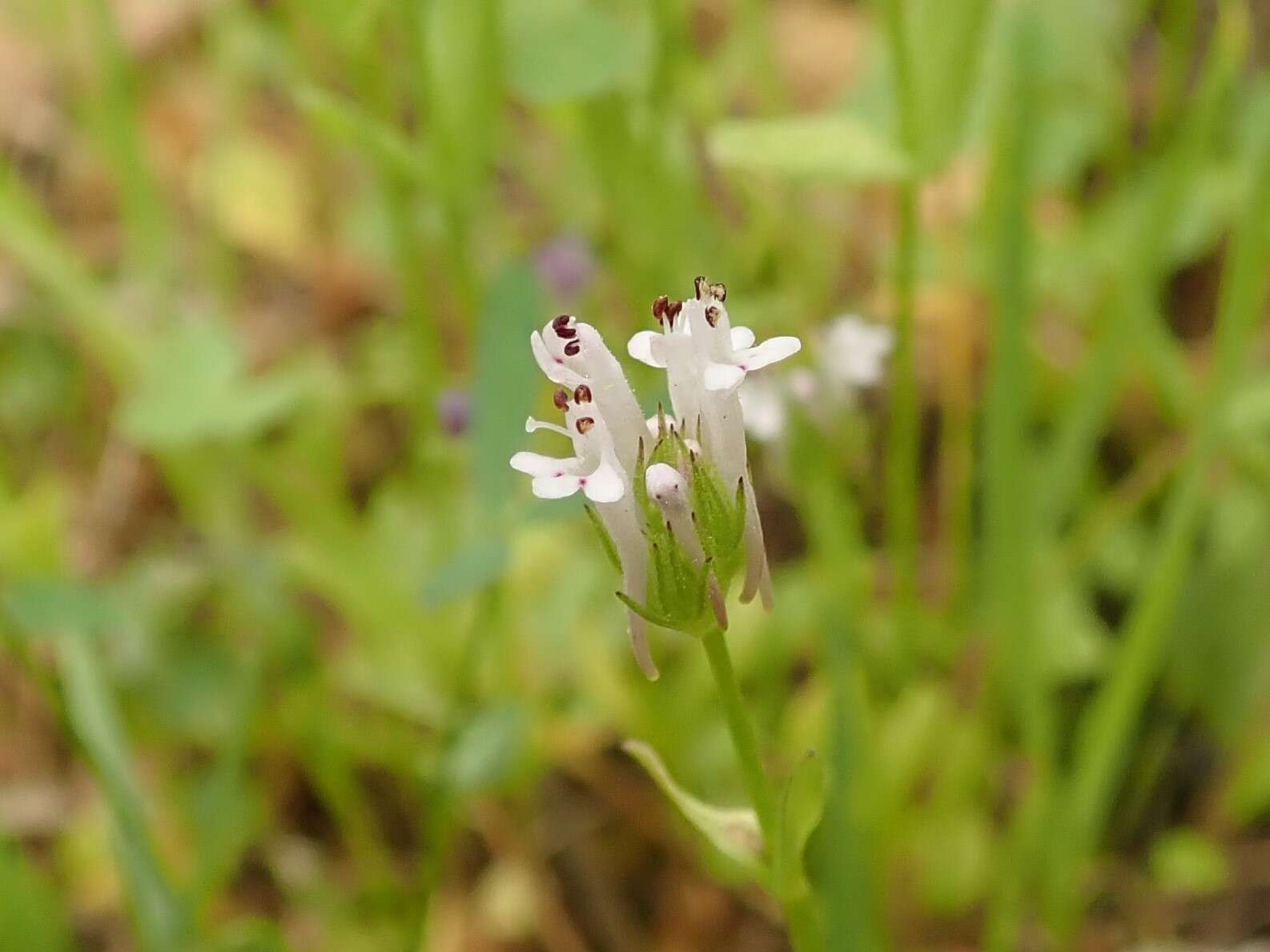 Plancia ëd Valeriana ciliosa (Greene) Byng & Christenh.