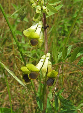 Imagem de Vicia melanops Sibth. & Sm.