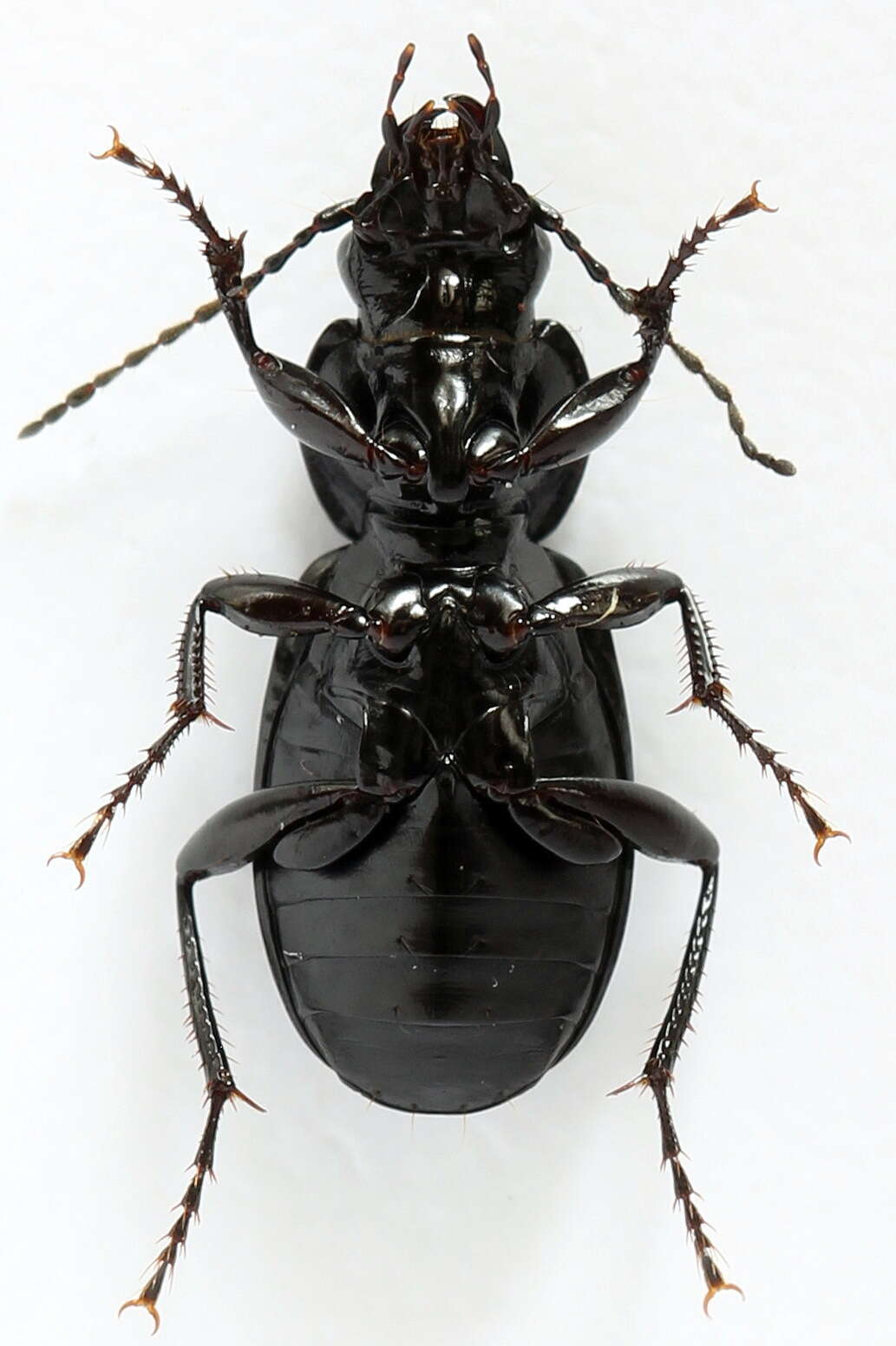 Image of Pterostichus (Eosteropus) aethiops (Panzer 1796)