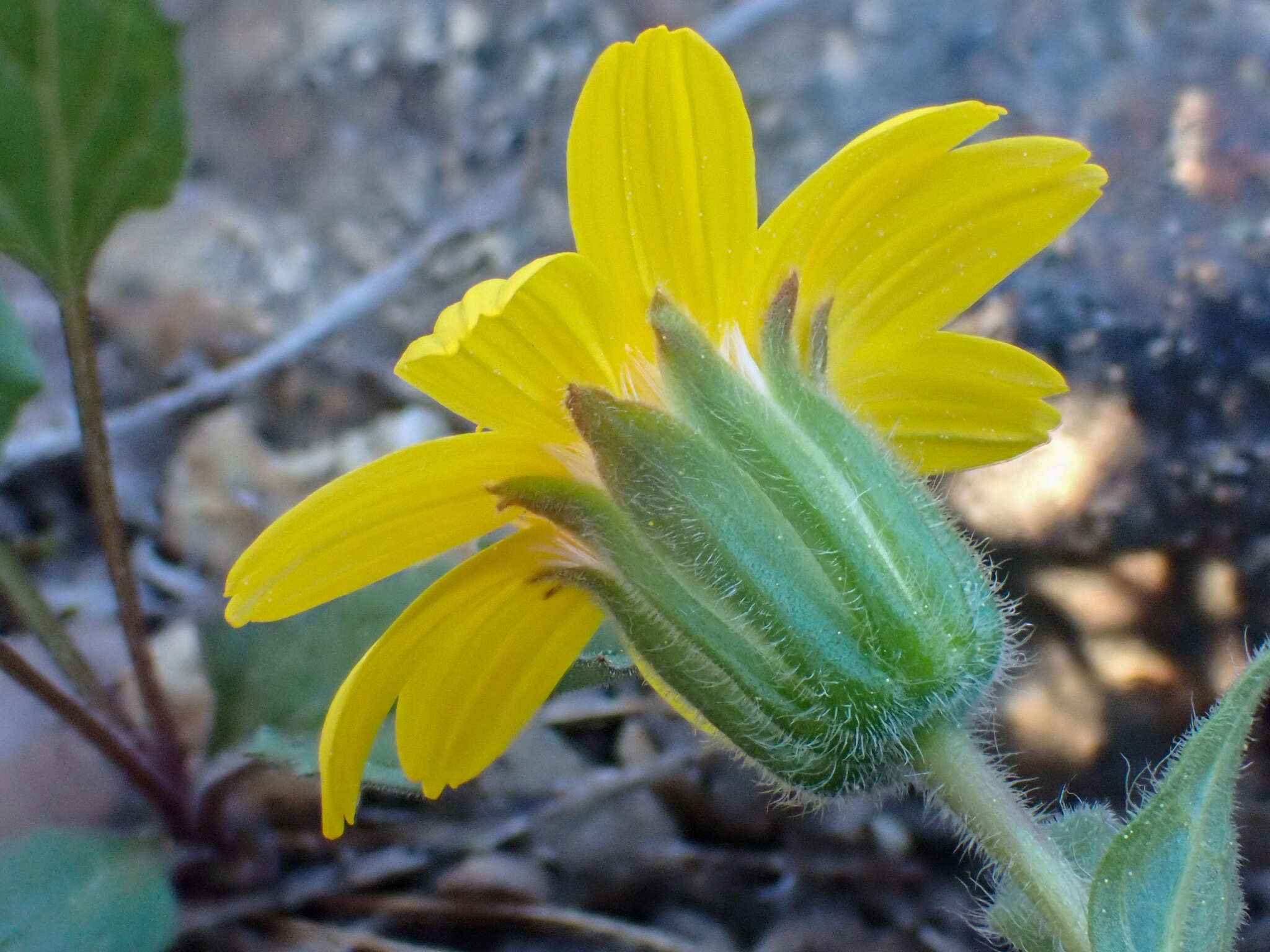 Image of serpentine arnica