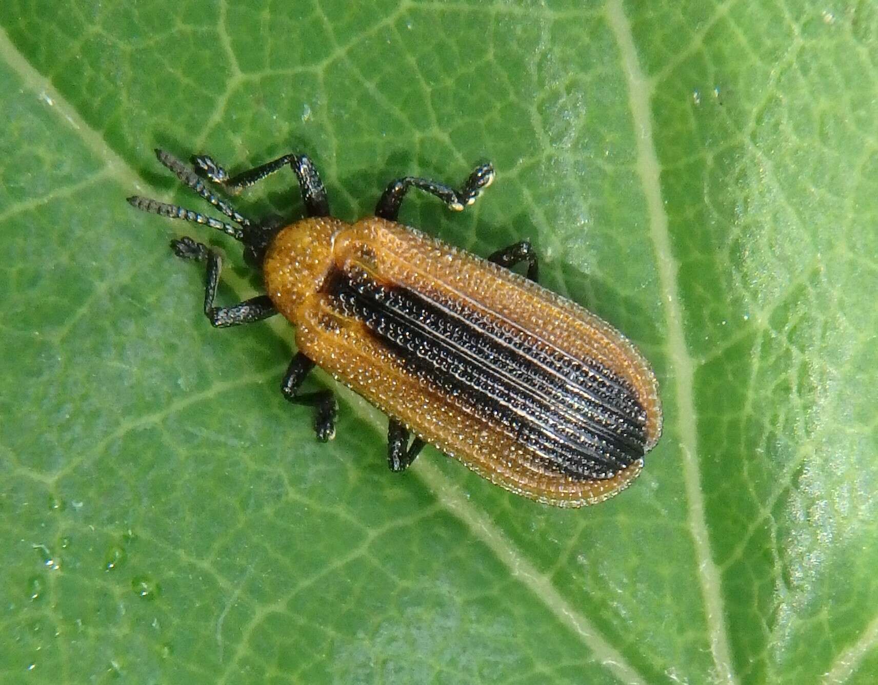 Odontota dorsalis (Thunberg 1805)的圖片