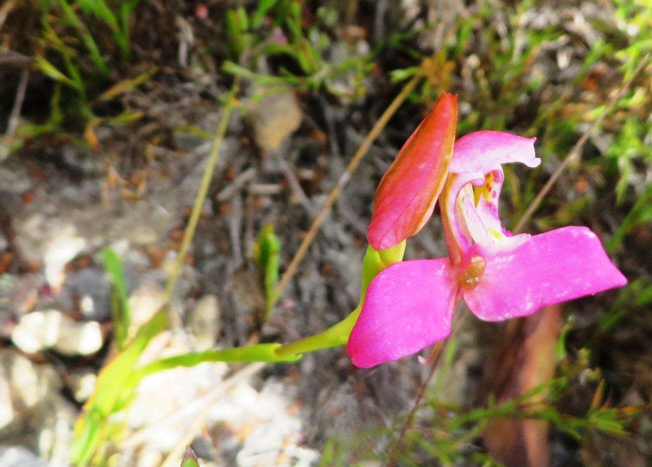 صورة Disa filicornis (L. fil.) Thunb.