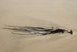 Image of New Zealand bull kelp