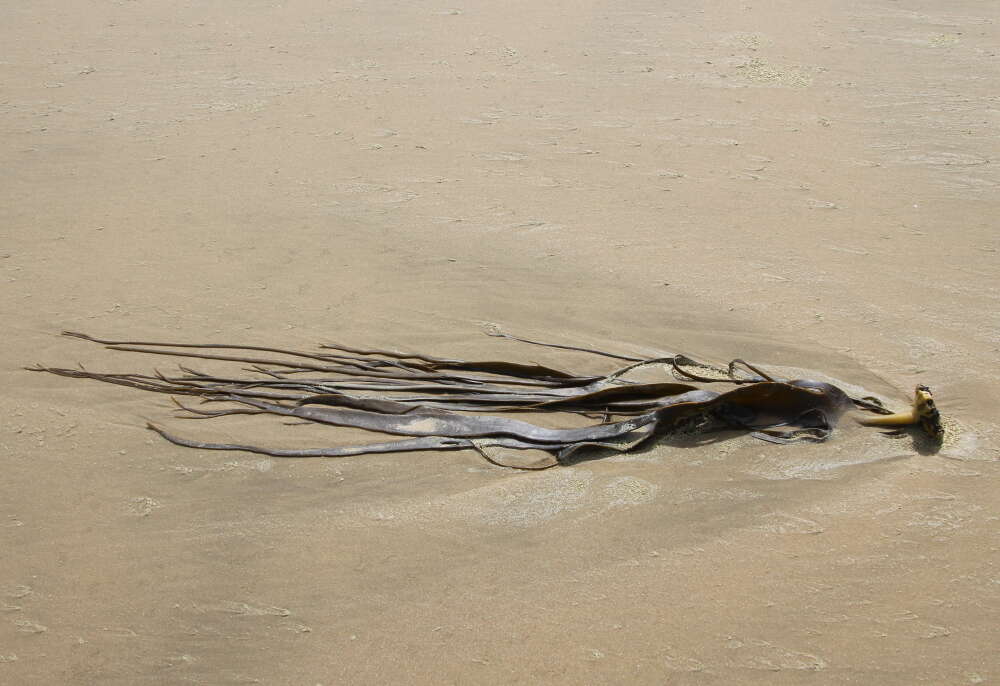 Image of New Zealand bull kelp