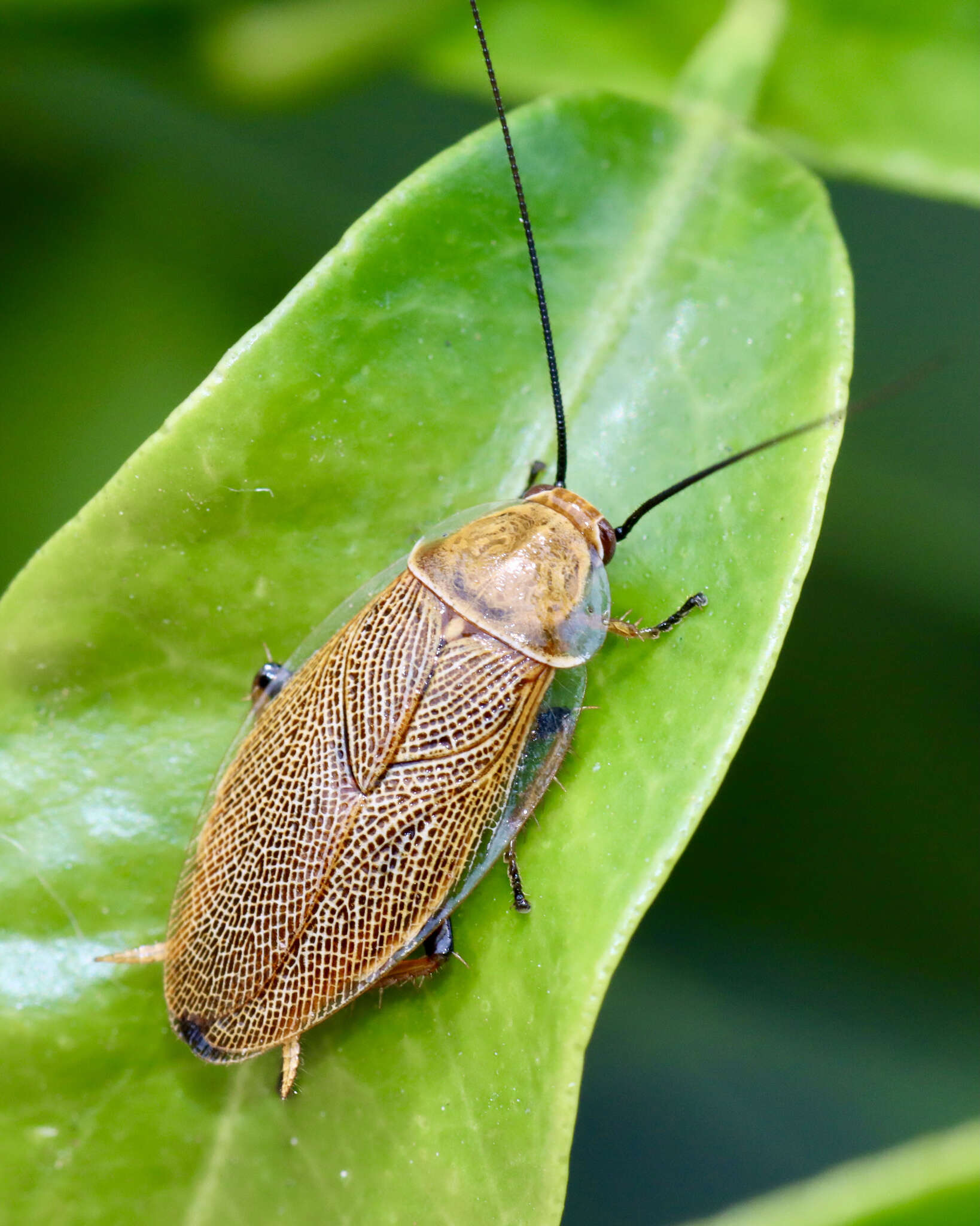 Image de Ellipsidion humerale (Tepper 1893)