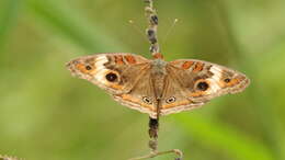 Image of <i>Junonia zonalis</i>