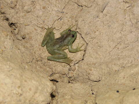 صورة Lysapsus bolivianus Gallardo 1961