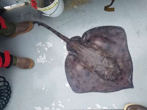 Image of Aleutian Skate