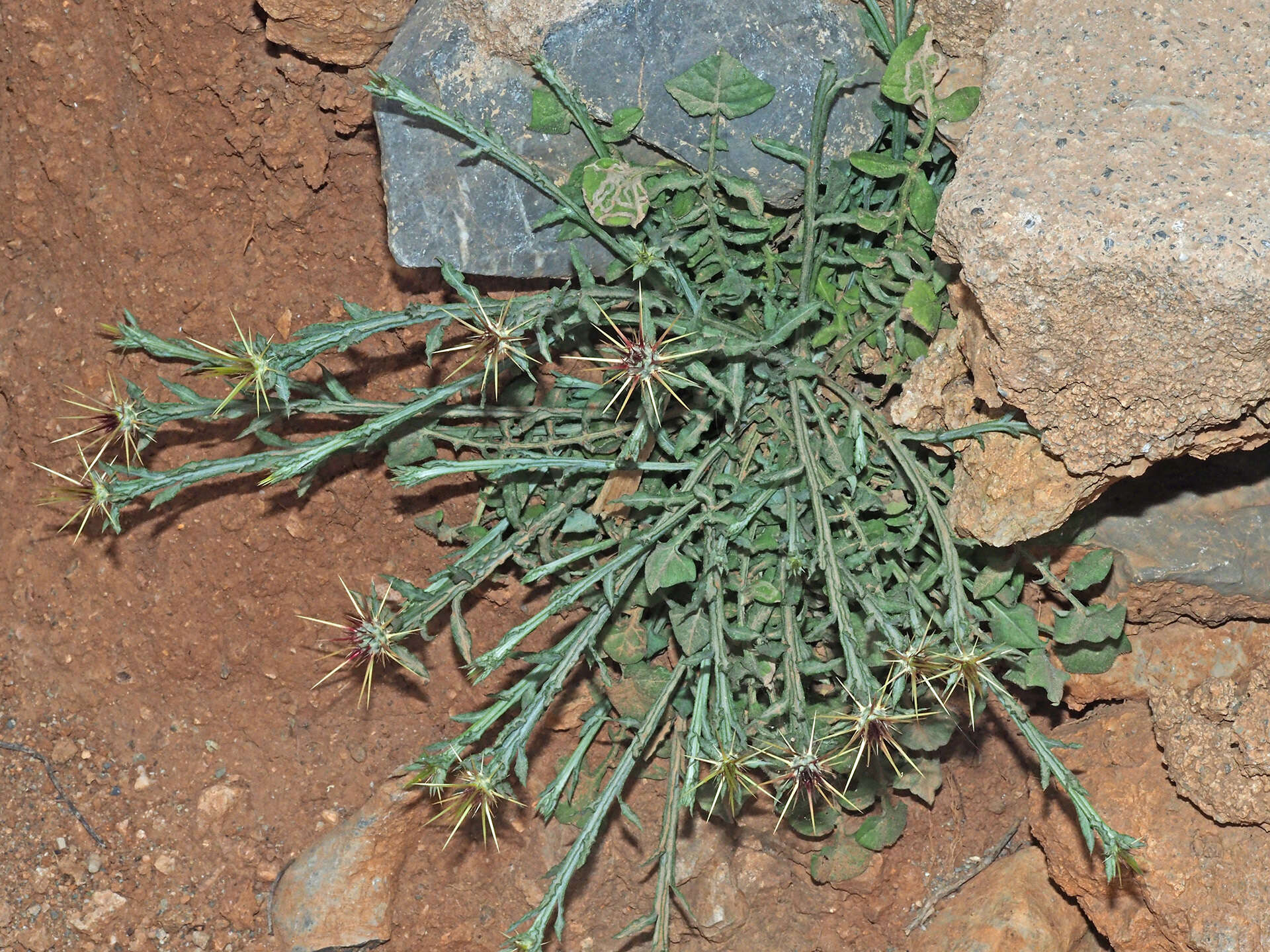 Image of Centaurea idaea Boiss. & Heldr.