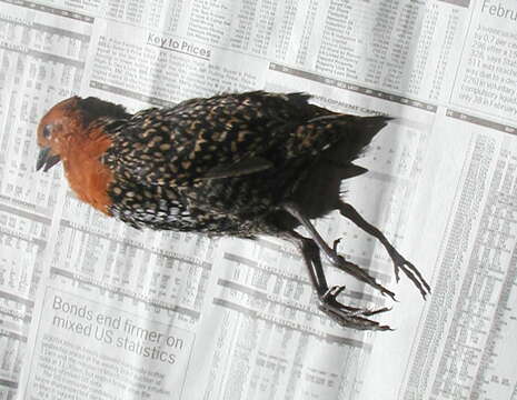 Image of Buff-spotted Flufftail