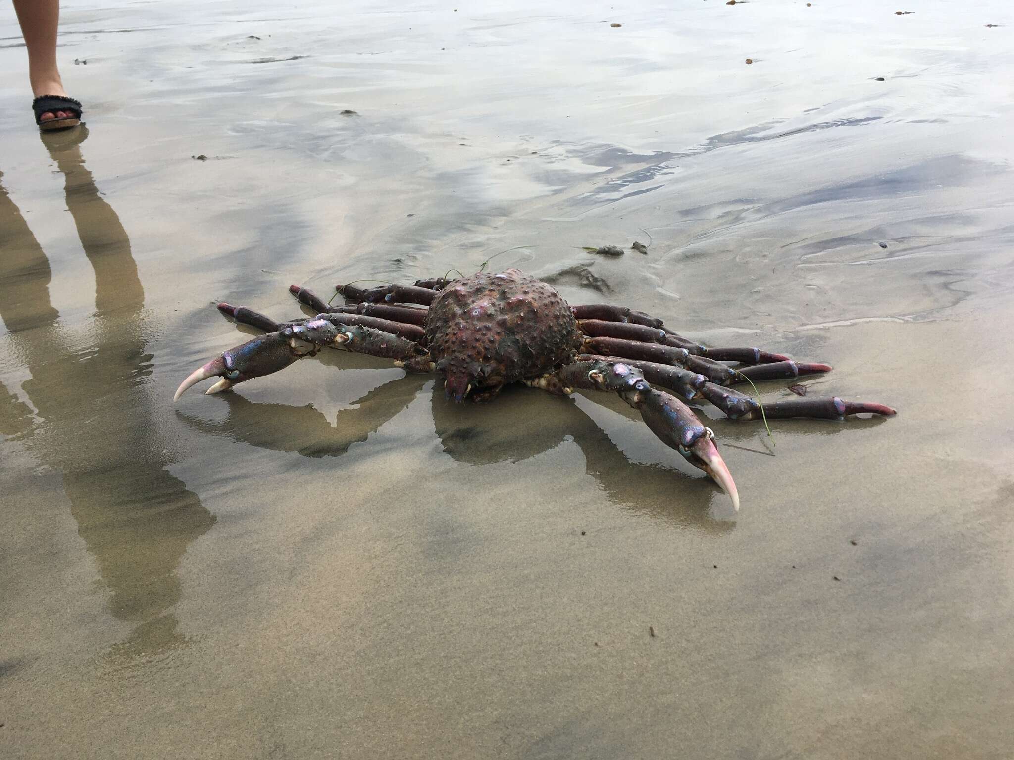 Image of Sheep crab