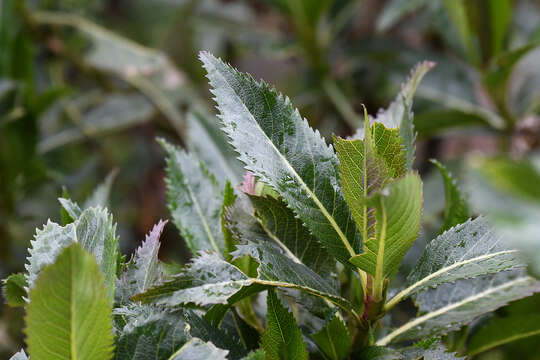 Image of Baccharis densiflora Wedd.